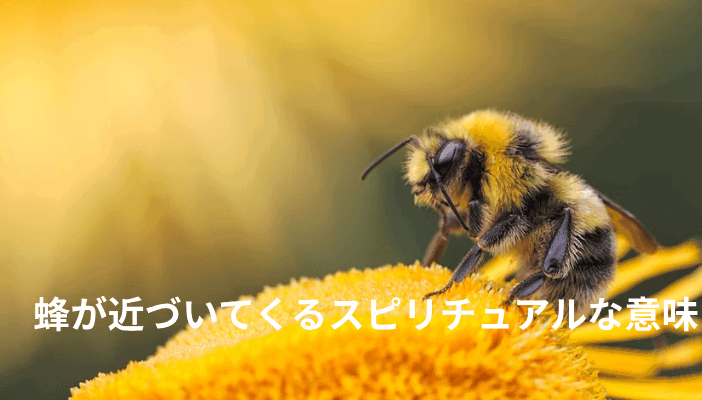 蜂が近づいてくるスピリチュアルな意味｜刺されない・体に止まる時のメッセージ