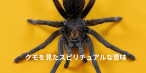 クモを見たスピリチュアルな意味｜家の中・朝・夜に出る時のメッセージ