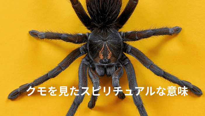 クモを見たスピリチュアルな意味｜家の中・朝・夜に出る時のメッセージ