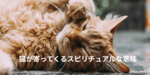 猫が寄ってくるスピリチュアルな意味｜なつく・じっと見る・急に来る時のメッセージ