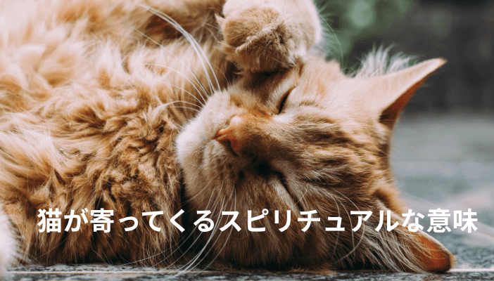 猫が寄ってくるスピリチュアルな意味｜なつく・じっと見る・急に来る時のメッセージ