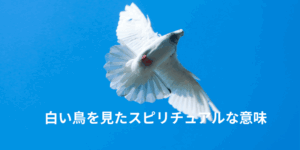 白い鳥を見たスピリチュアルな意味｜白鷺・白鳩・白い鳥が近づく時のメッセージ