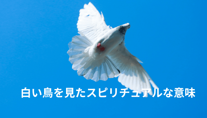 白い鳥を見たスピリチュアルな意味｜白鷺・白鳩・白い鳥が近づく時のメッセージ