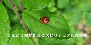 てんとう虫が止まるスピリチュアルな意味｜体に止まる・よく見る時のメッセージ