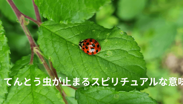 てんとう虫が止まるスピリチュアルな意味｜体に止まる・よく見る時のメッセージ